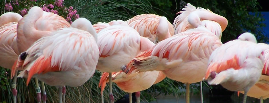 手机被攻击连续收短信